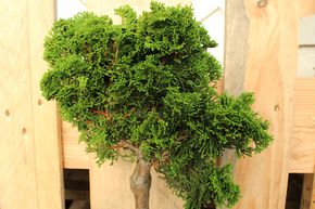Cypr�s du Japon 'Nana Gracilis' - Tige naine