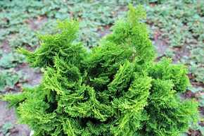 Cypr�s du Japon 'Nana Gracilis'