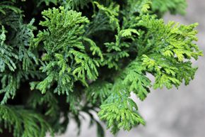 Faux cypr�s Sawara 'Plumosa Nana', nain