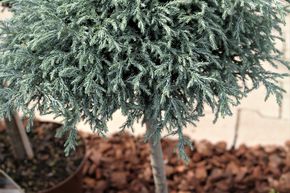 Faux cypr�s Sawara 'Baby blue' - Tige naine