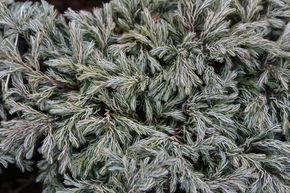 Faux cypr�s Sawara 'Baby blue', nain