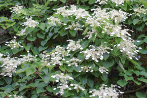 Hortensia grimpant, Hortensia blanc � fentes