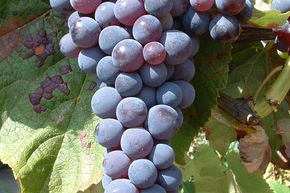 Vigne 'Blue Dream(sans p�pins)