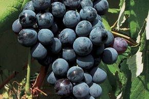 Vigne 'Blue Sky' (syn New York Musc)