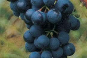 Vigne 'Dirju Campbell Early'