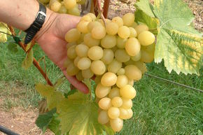 Vigne 'Grosso Arkadia'