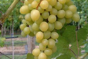 Vigne 'Grosso Frumoasa'