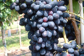 Vigne Grosso Kodrianka