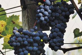 Vigne 'Magliasina'