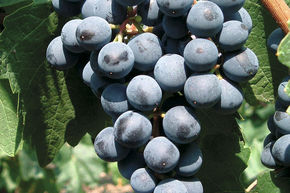 Vigne 'Mitschurinski'