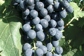 Vigne 'Muscat bleu'
