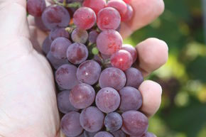 Grappe de raisin de charme Rose Dream (sans p�pins)