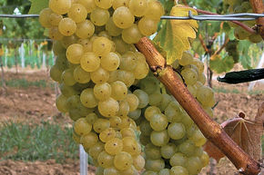 Vigne 'Seyval Blanc'