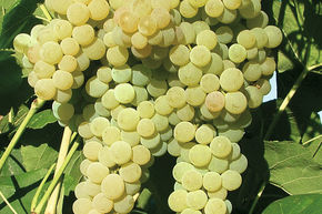 Grappe de raisin de charme White Dream (sans p�pins)