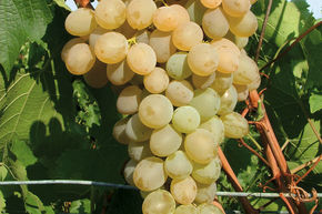 Vigne White Sky