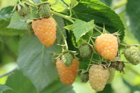 Framboisier d'automne Schlaraffia� 'Golddigger�'