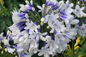 Agapanthe 'Twister'