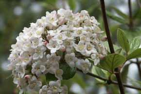Boule de neige parfum�e