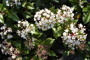 Viorne-tin, laurier-tin