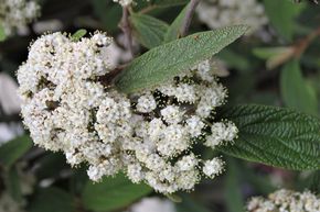 Viorne � feuilles rid�es