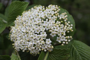 Viorne lantane