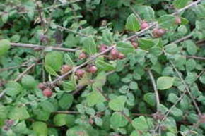 Symphorine de Chenault 'Hancock'