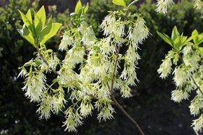 Arbre de neige, chionanthe