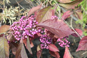 Arbuste aux bonbons 'Profusion'