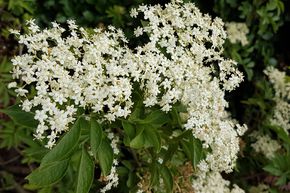 Sureau noir 'Haschberg'