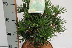Sapin parasol japonais 'Beauty Green'