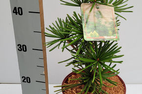 Sapin japonais 'Green Star'
