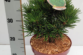 Sapin parasol japonais 'Kobito'