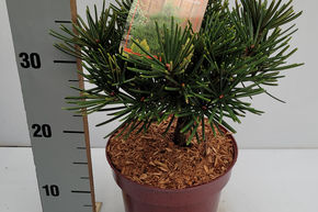 Sapin parasol japonais 'Picola'