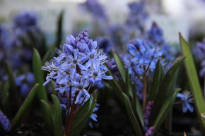 Scille � deux feuilles