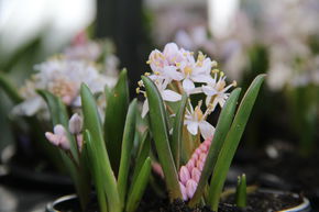 Scille � deux feuilles 'Rosea'