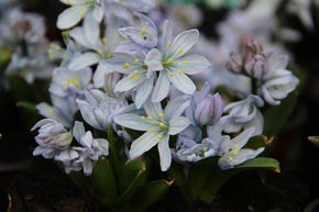 Scille bleu du Caucase