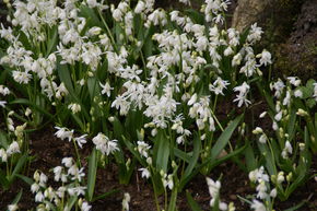 Fleur bleue 'Alba'