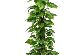 Pothos
