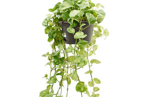 Pothos 'Global Green' (vert global)