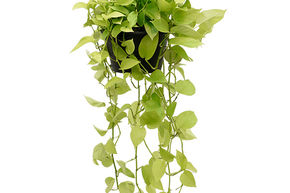 Pothos 'Golden Pothos' (Pothos dor�)
