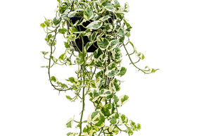 Pothos 'N'joy'