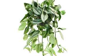 Scindapsus (Epipremnum) 'Treubi Silver'