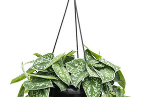 Pothos tachet�