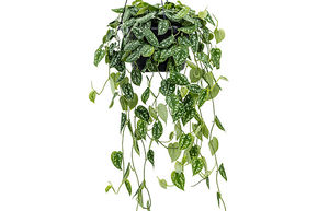Pothos tachet� 'Argyraeus'
