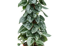 Pothos tachet� 'Silvery Ann'