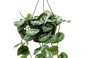 Pothos tachet� 'Trebie'