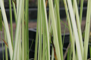 Scirpe aigu panach� 'Albescens'