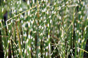 Scirpe aigu � tiges z�br�es 'Zebrinus'