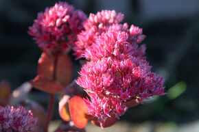 Orpin d'automne 'Thunderhead' (S)