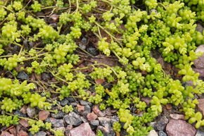 Orpin blanc 'Micranthum Chloroticum'